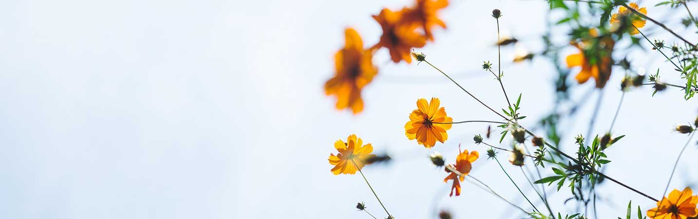Drummoyne Therapy Centre